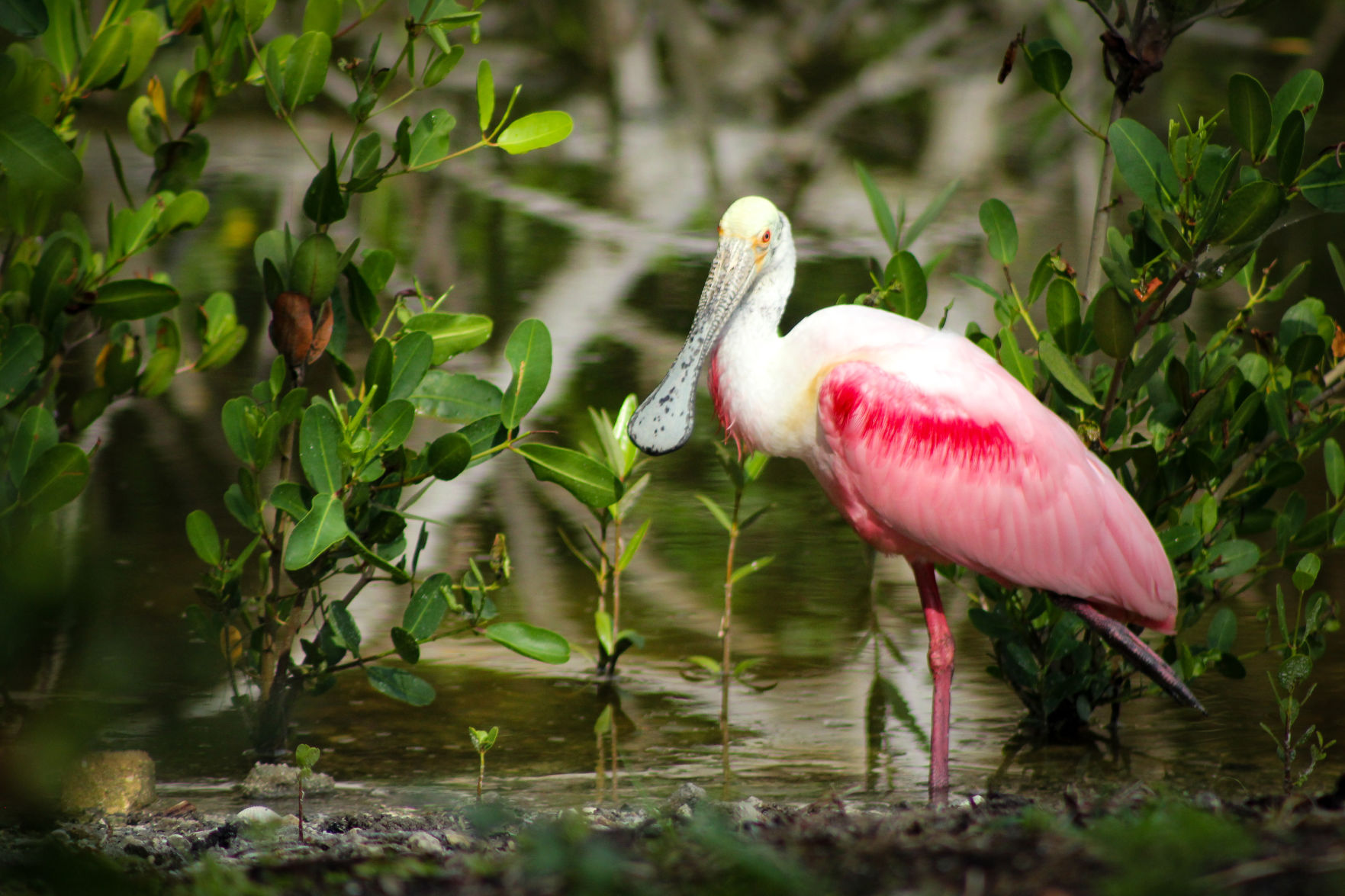 Spoonbill